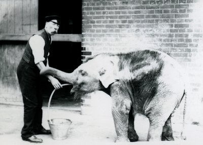Il guardiano Charles Eyles che nutre un elefante asiatico con un tubo, allo zoo di Londra nel 1913 da Frederick William Bond